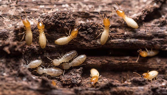 Termite and wood destroying insect (WDI) inspection services from GRC Inspection Company